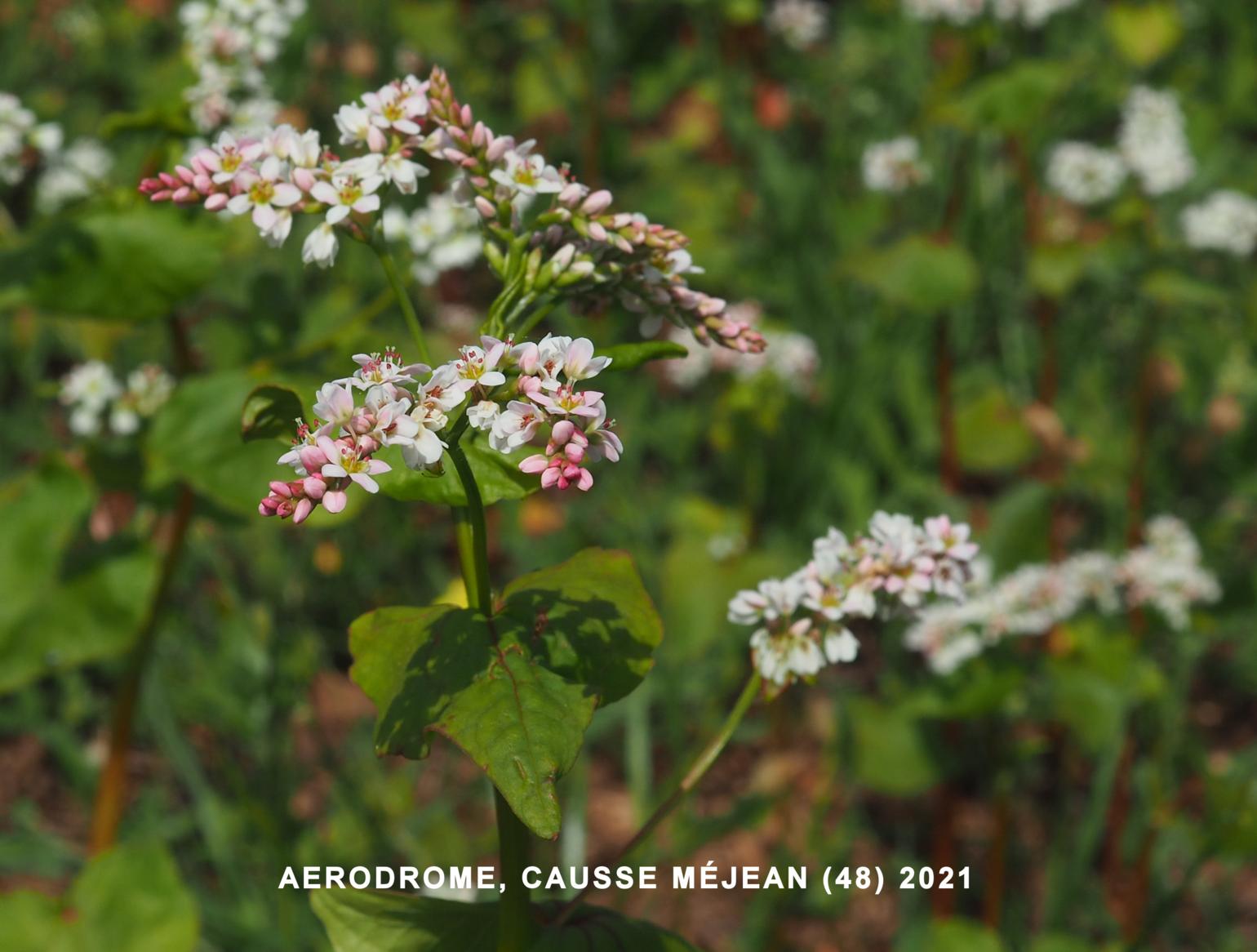 Buckwheat